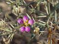 Desert Fagonia